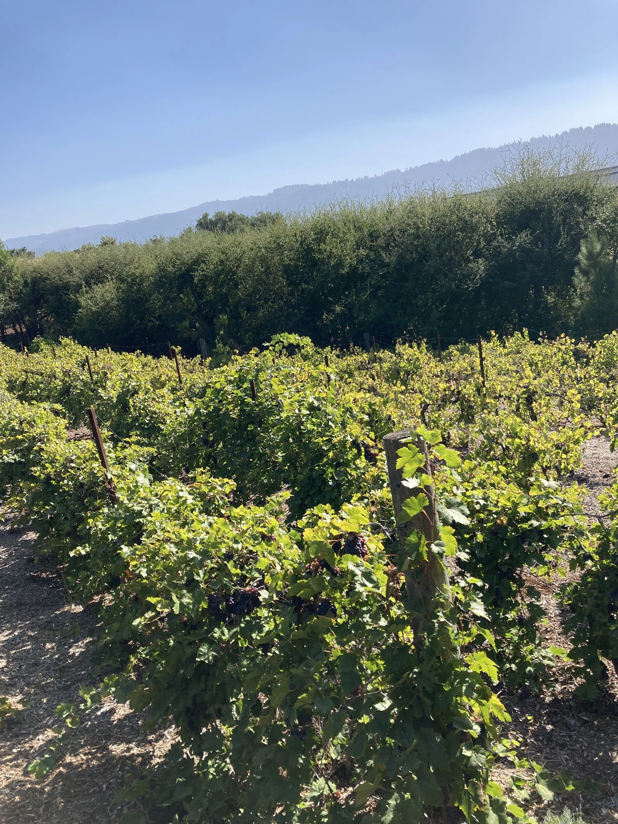 Vineyard rows with grapevines, green foliage, and wooden stakes in a rural landscape under a clear blue sky with distant mountains.