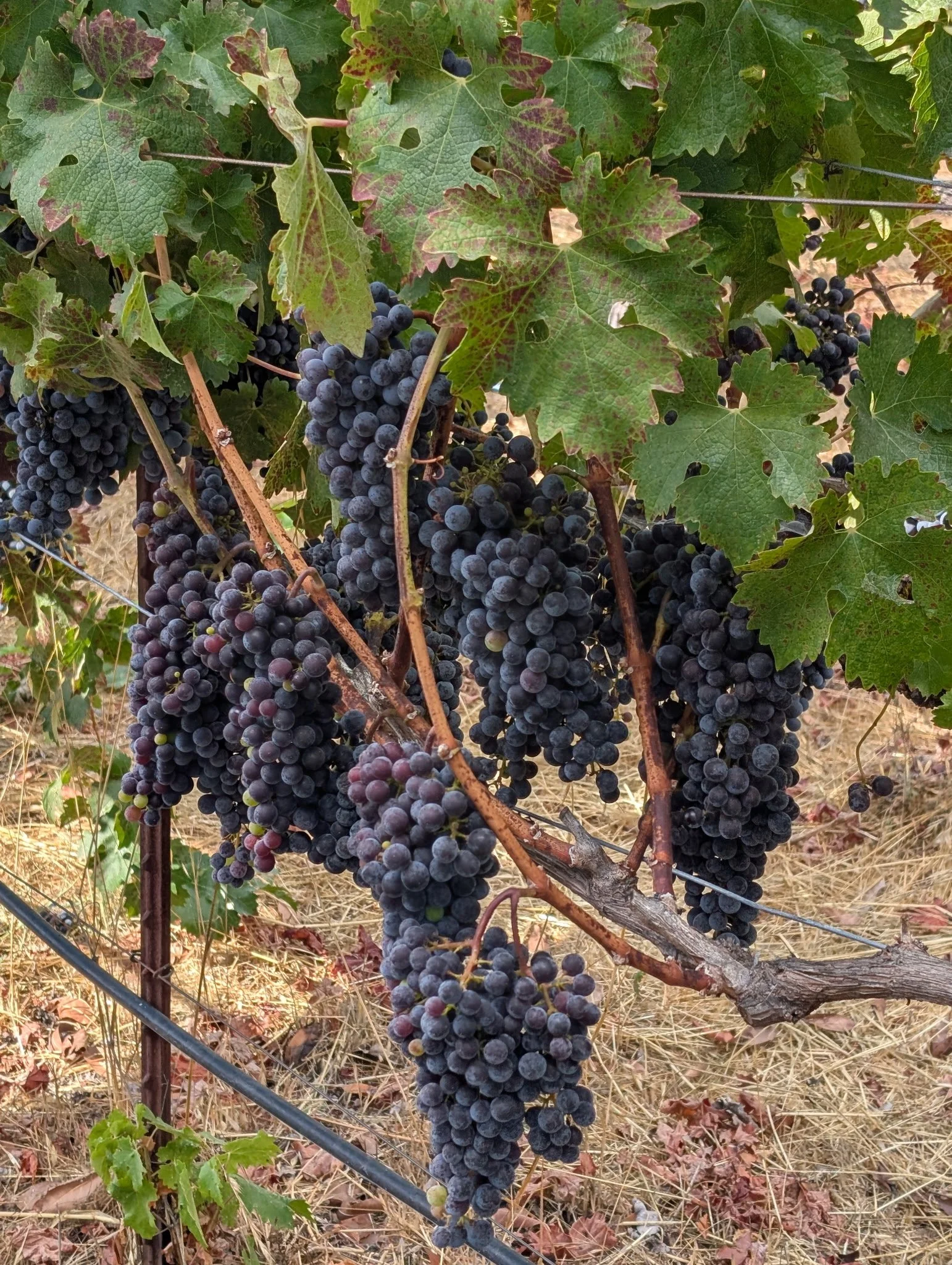 Sonoma Valley grapes on their way to Harvest  Single Row Wines Joshua Harmssen