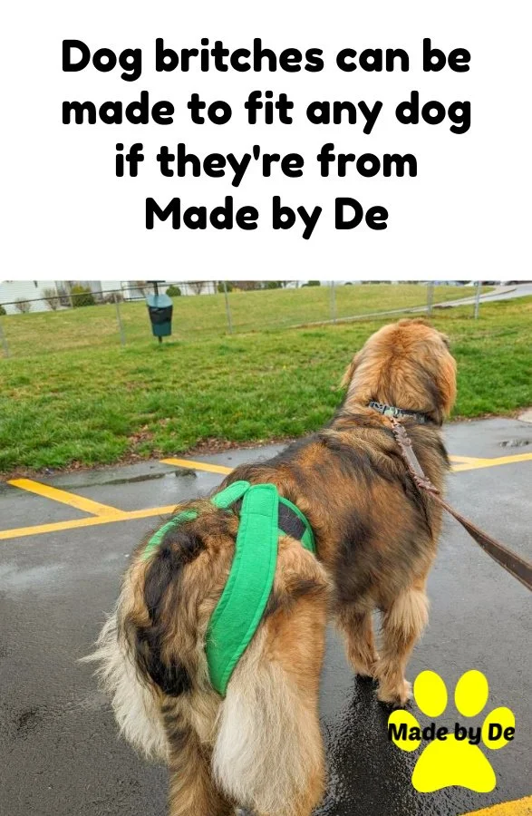 Dog diapers can fit any dog if they're made for them.