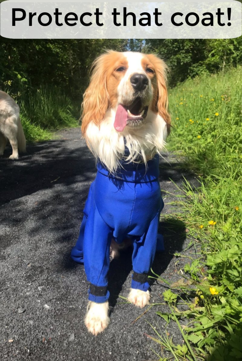 tan and white dog wearing blue grooming suit
