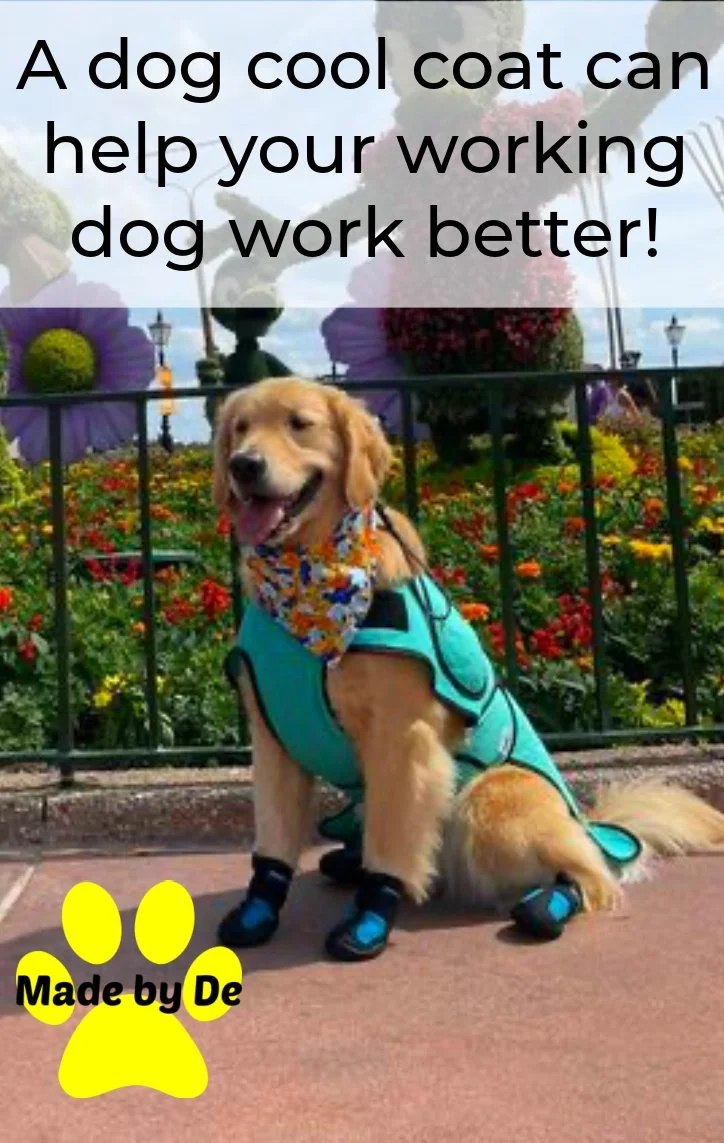 Golden retriever wearing a blue dog cool coat