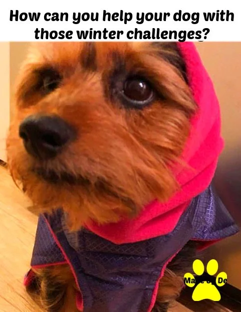 Terrier in pink fleece snood and extreme winter dog coat