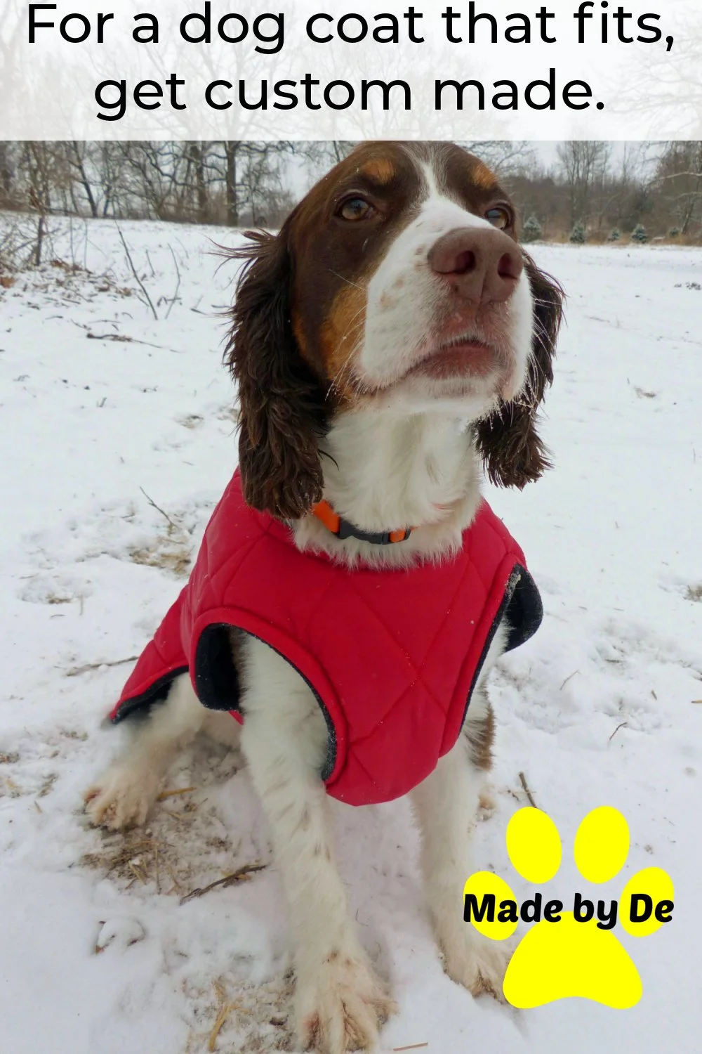 Spaniel in a quilted winter dog coat sitting in the snow.