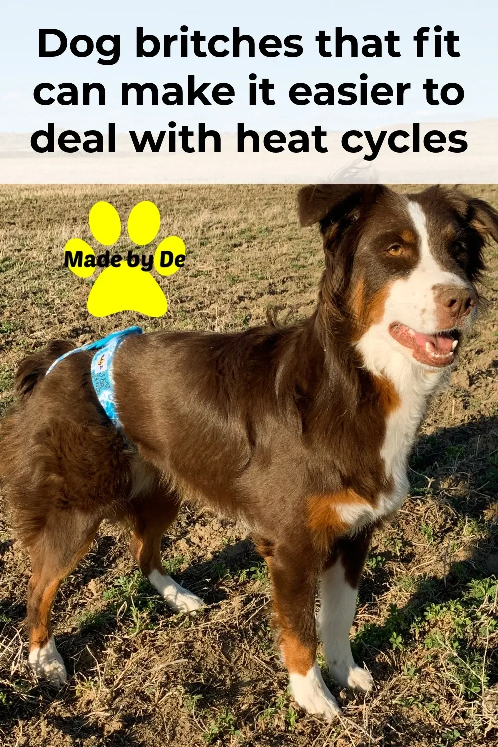 Dog diaper on Australian Shepherd