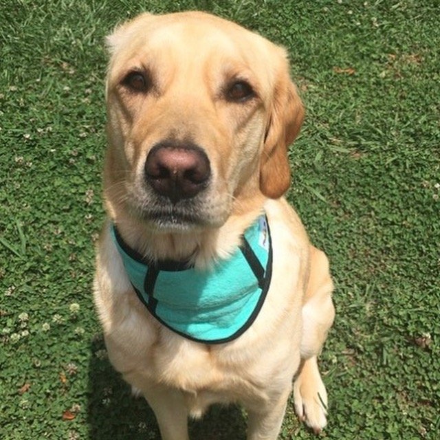 Lab in teal cool collar.jpg