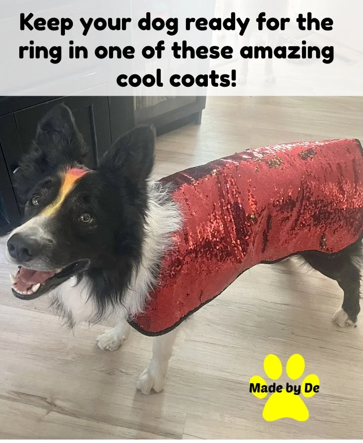 A mermaid dog cool coat on a border collie