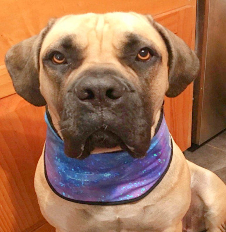 mastiff cool collar.jpg