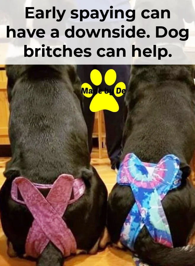 Two Swissies in dog britches