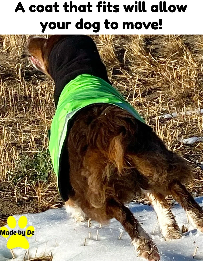 Dog wearing green winter dog coat running