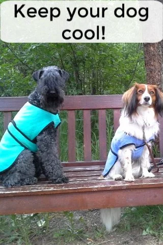 Two dogs wearing dog cool coats sitting on bench