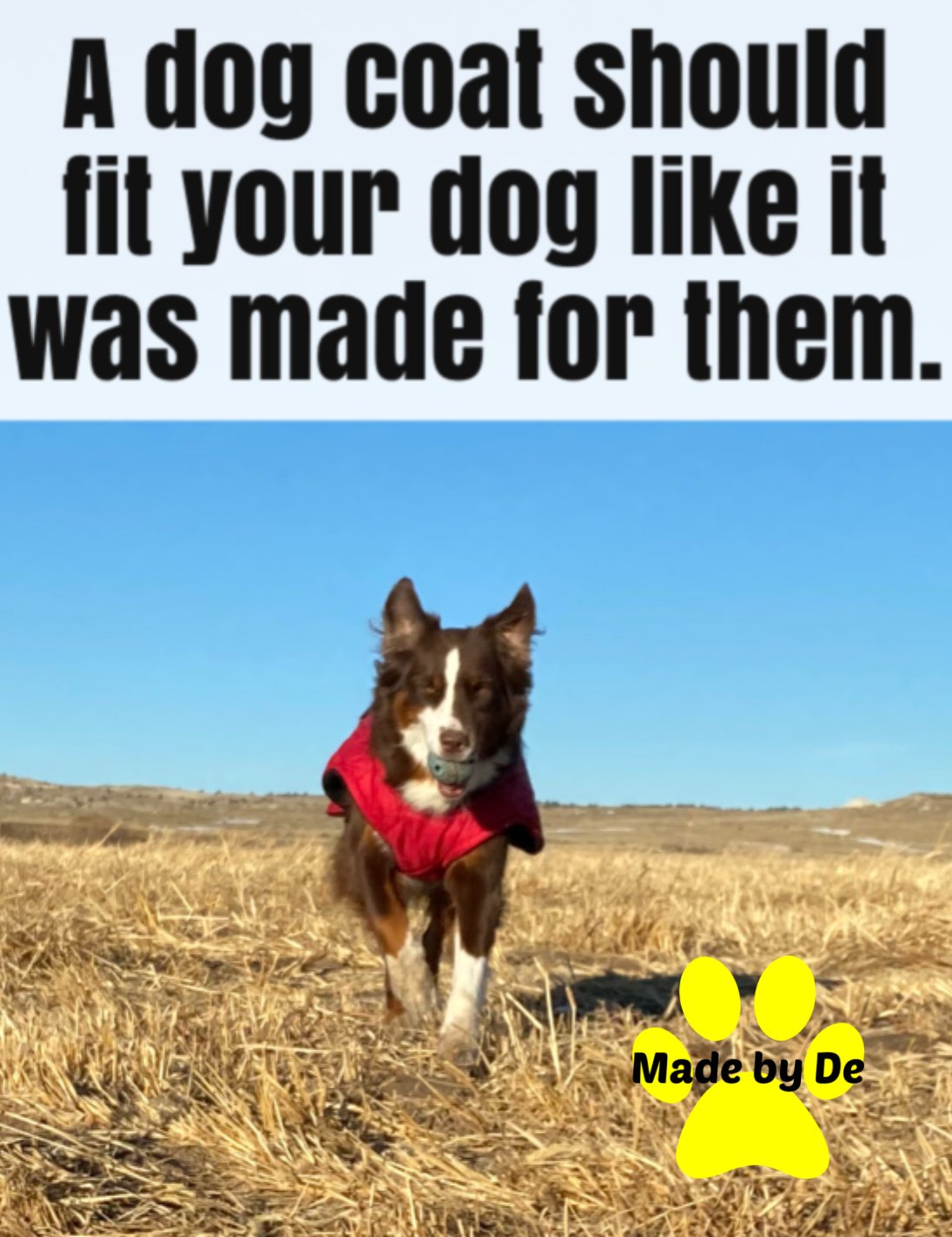 Dog in red quilted winter coat running