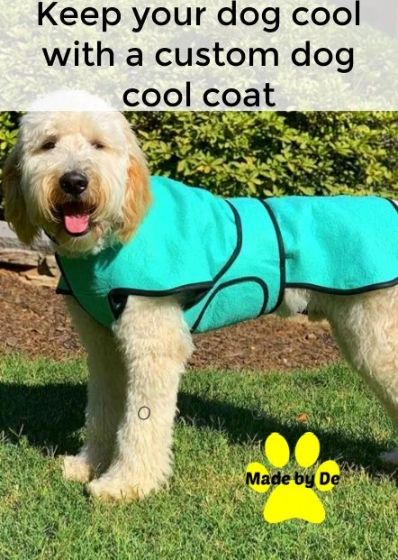 Doodle in teal dog cool coat with tummy pael
