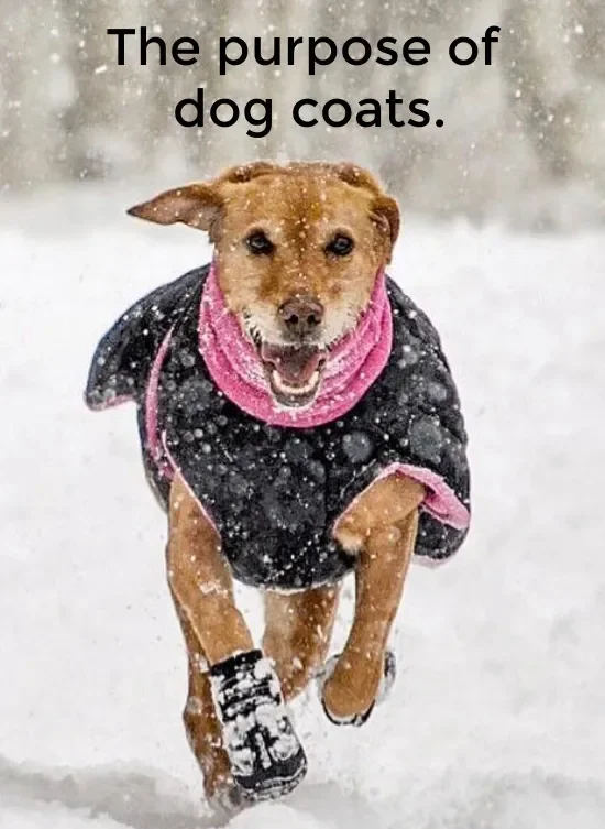 Large dog wearing black quilted coat running in the snow