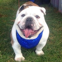 bulldog in cool collar smiling.jpg