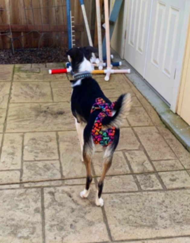 border+collie+tiedye+paws+bones.jpg