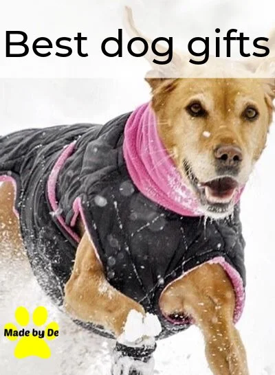 Large dog running in snow wearing a quilted dog coat