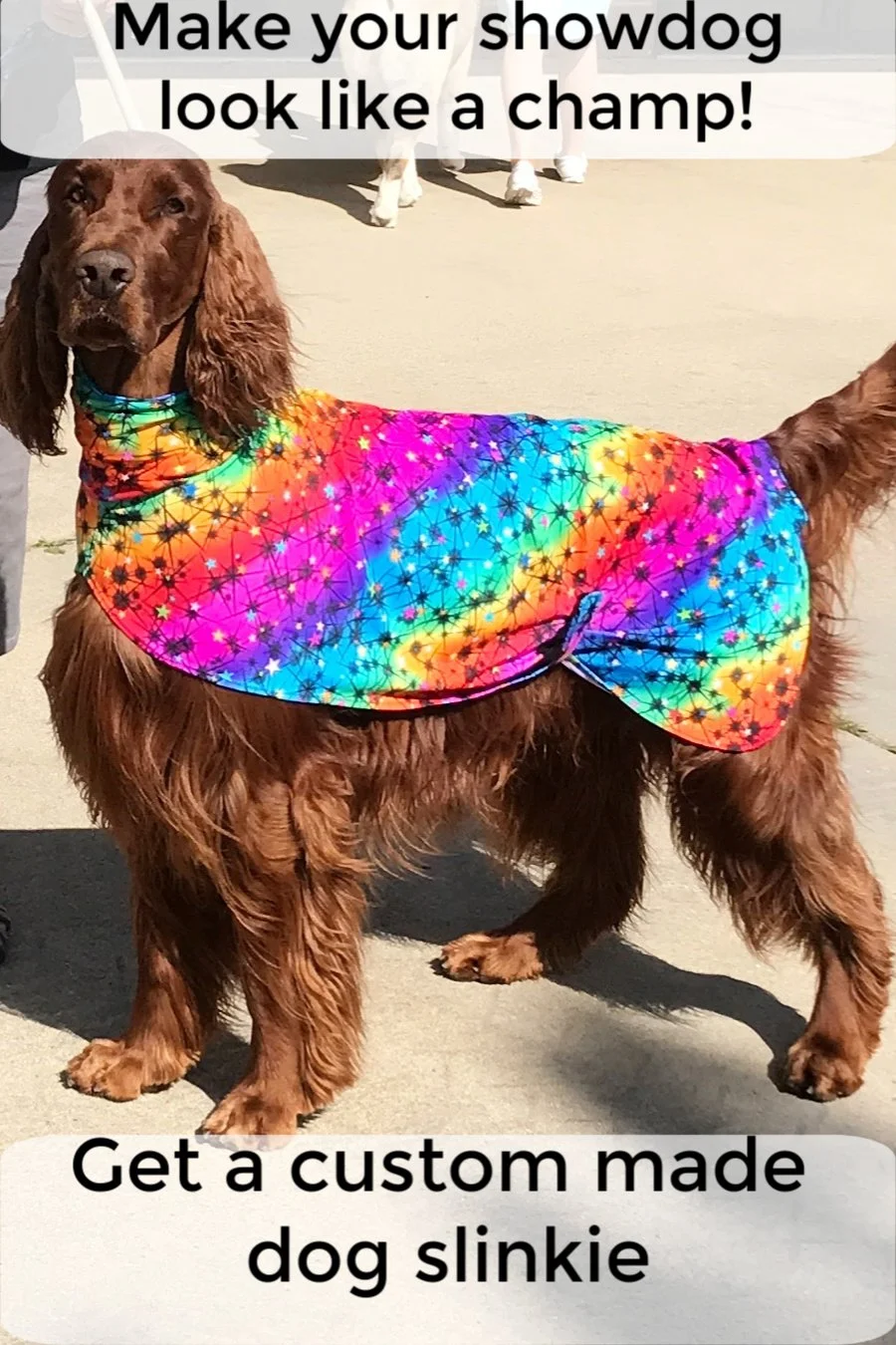 Irish Setter wearing colorful spandex slinky