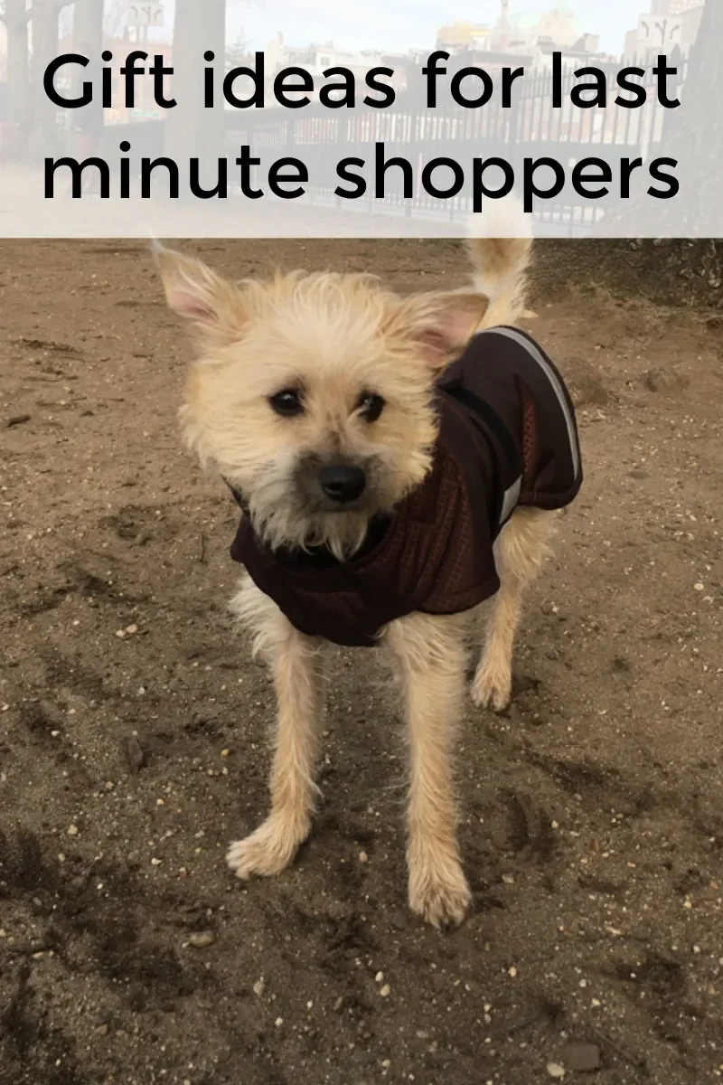 Terrier in Extreme Winter Dog Coat Plus