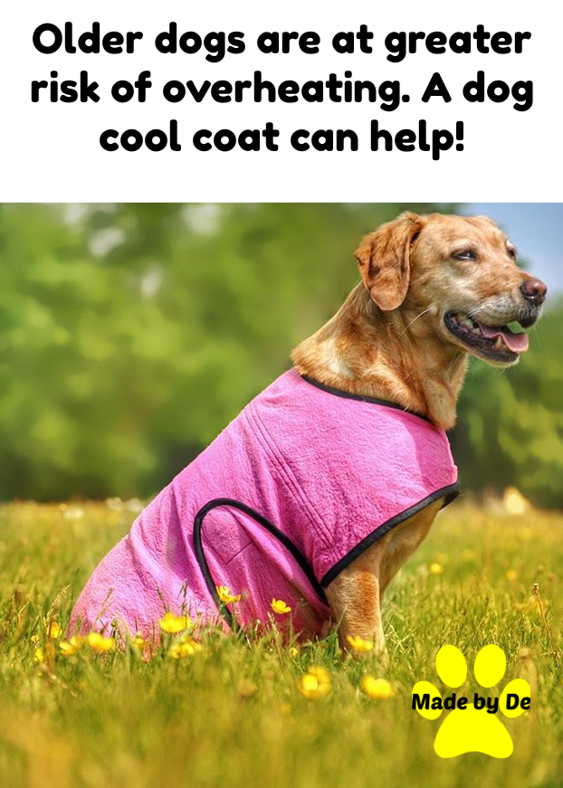 Large tan dog wearing a pink dog cool coat sitting in a field