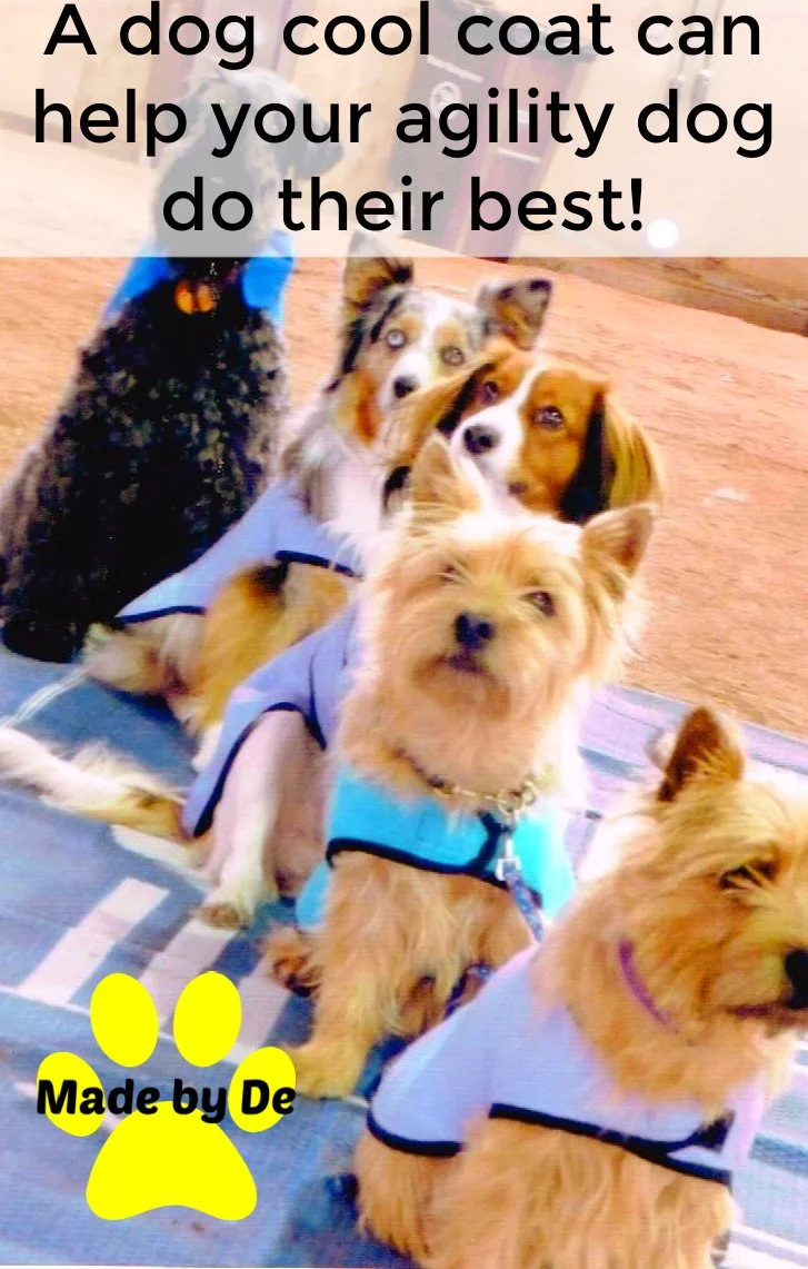 A group of dogs wearing dog cool coats at an agility trial