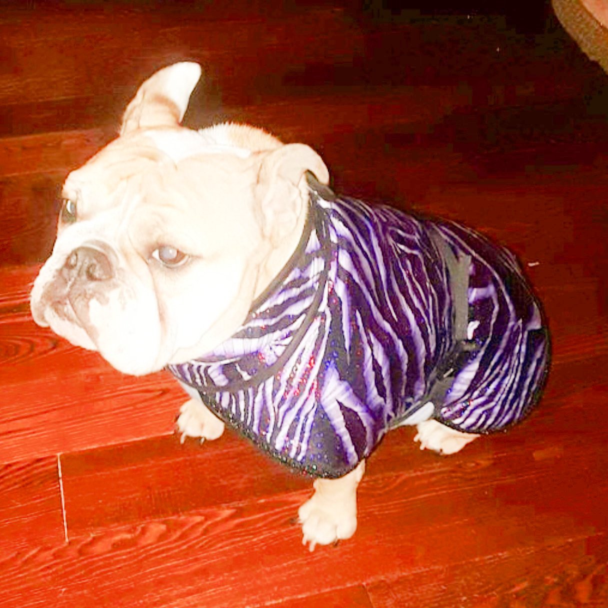 Frenchie in purple zebra show coat and collar.jpg