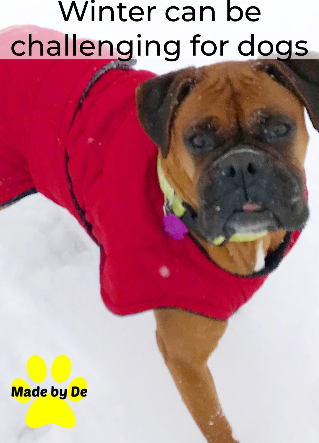Boxer in red quilted dog coat