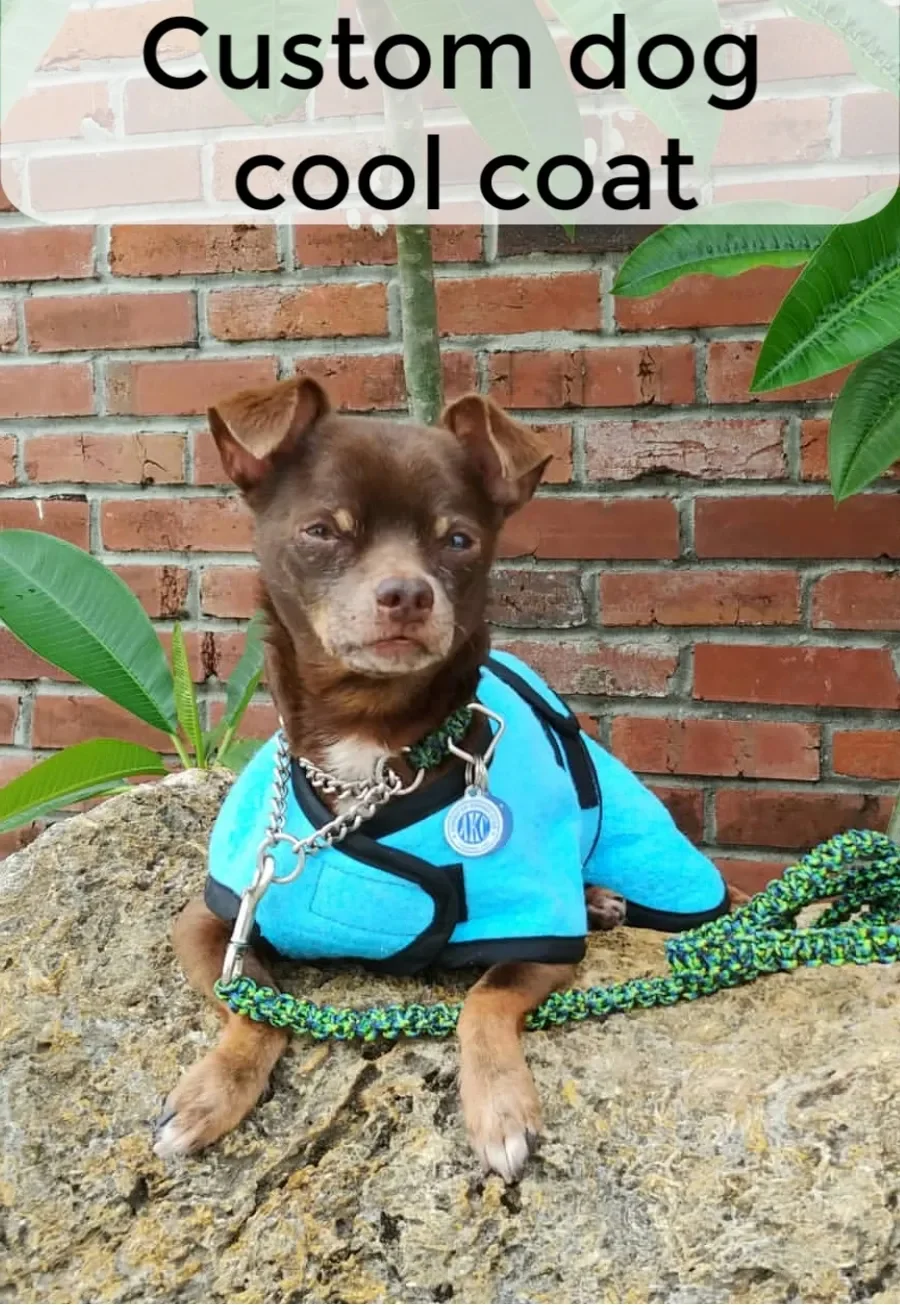 chihuahua wearing a custom dog cool coat