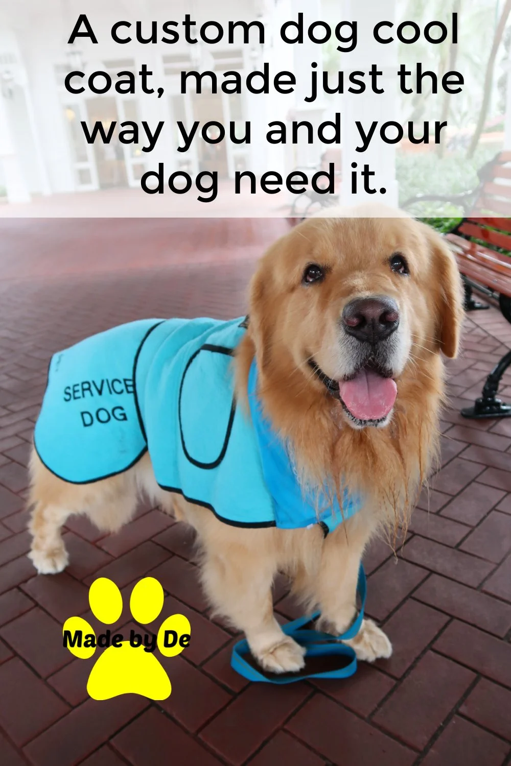 Golden retriever wearing a blue dog cool coat