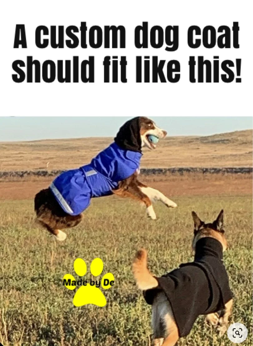 Australian Shepherd wearing an Ultra Winter Dog Coat Plus, jumping in the air