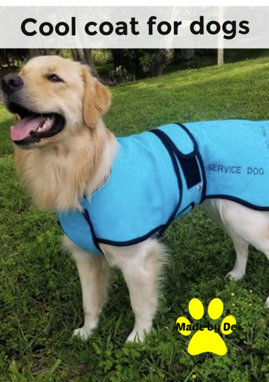 Golden Retriever wearing a blue dog cool coat with embroidery