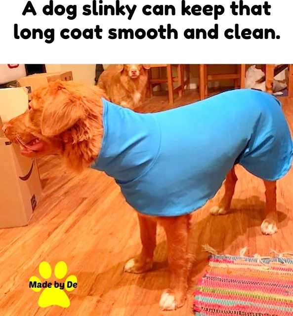 Duck Toller wearing a blue spandex slinky