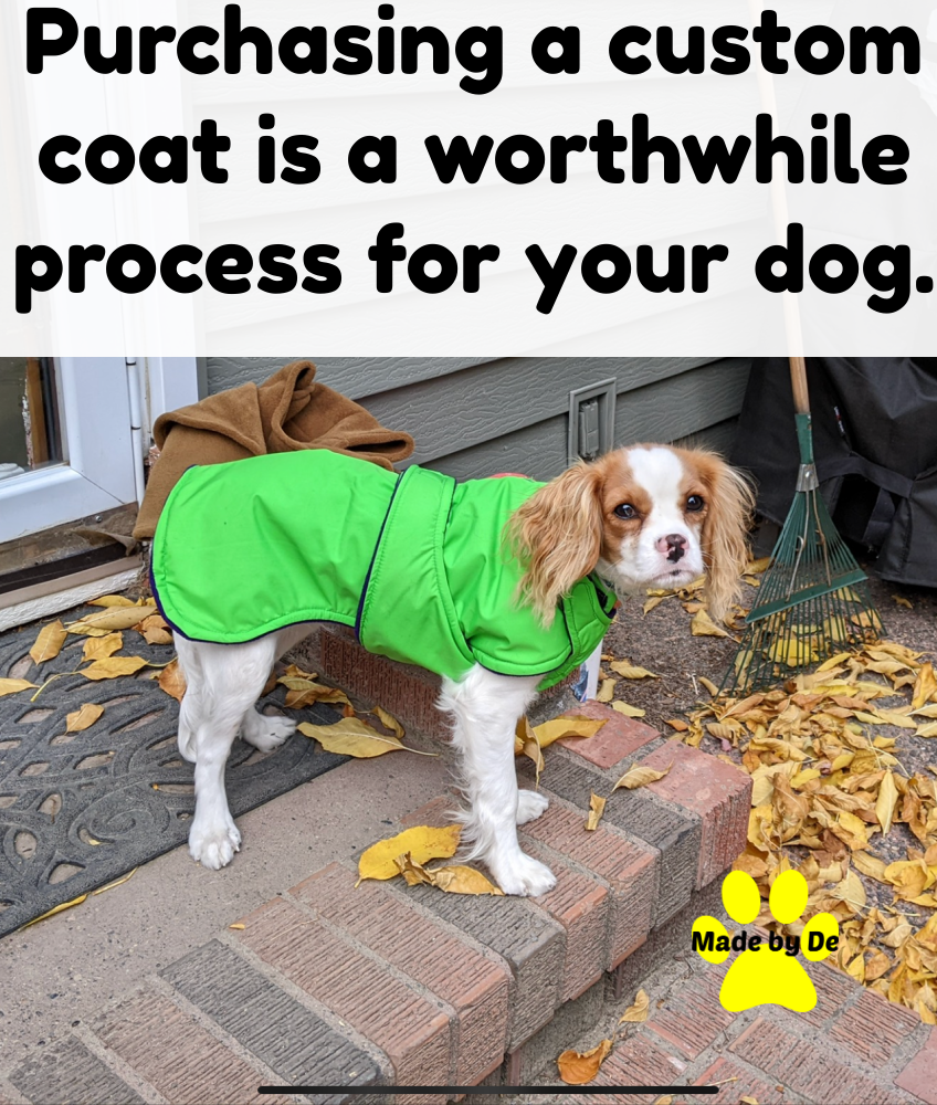 Cavalier spaniel wearng a lime green Ultra winter dog coat