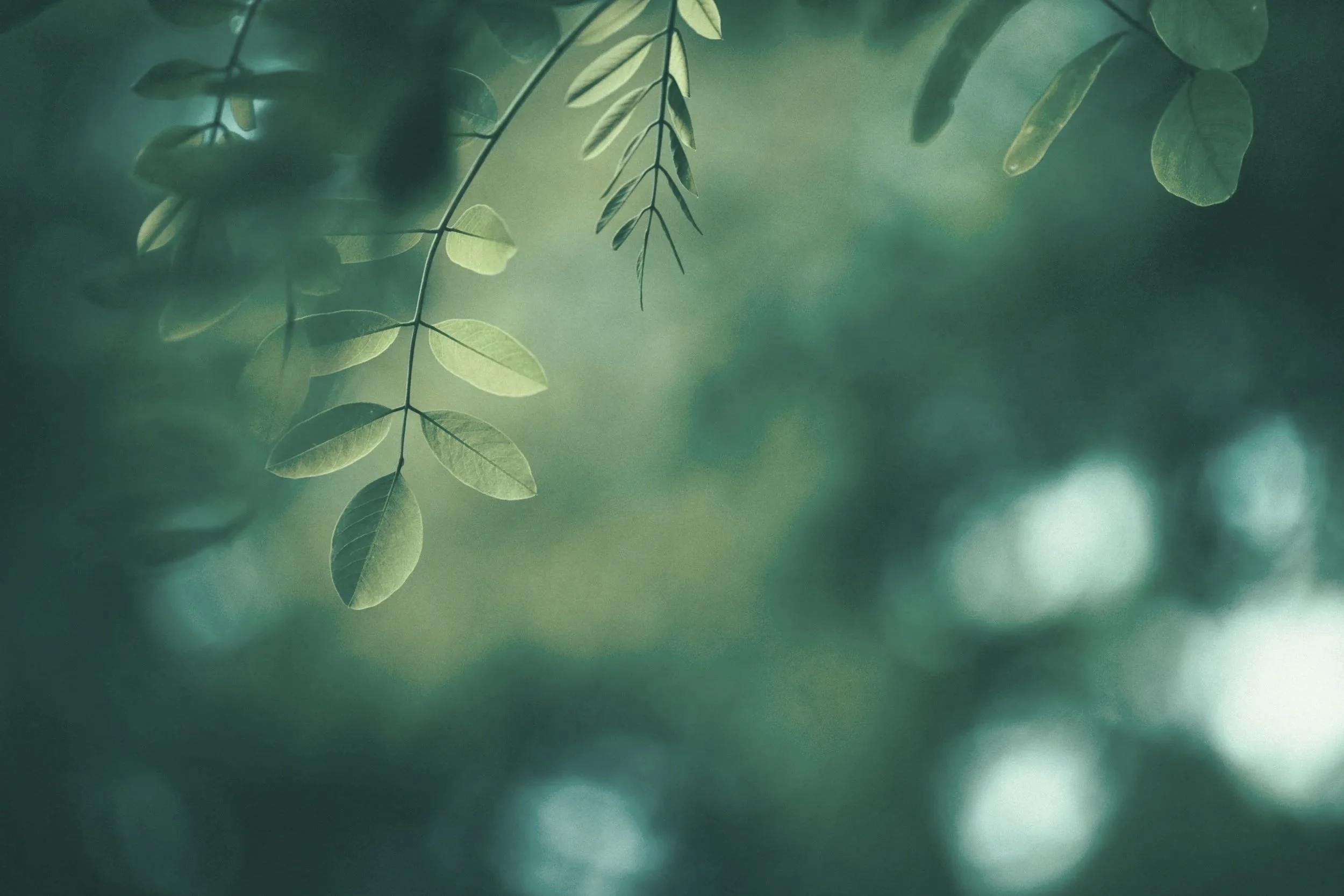 Close-up of green leaves hanging from a branch with a blurred green background.