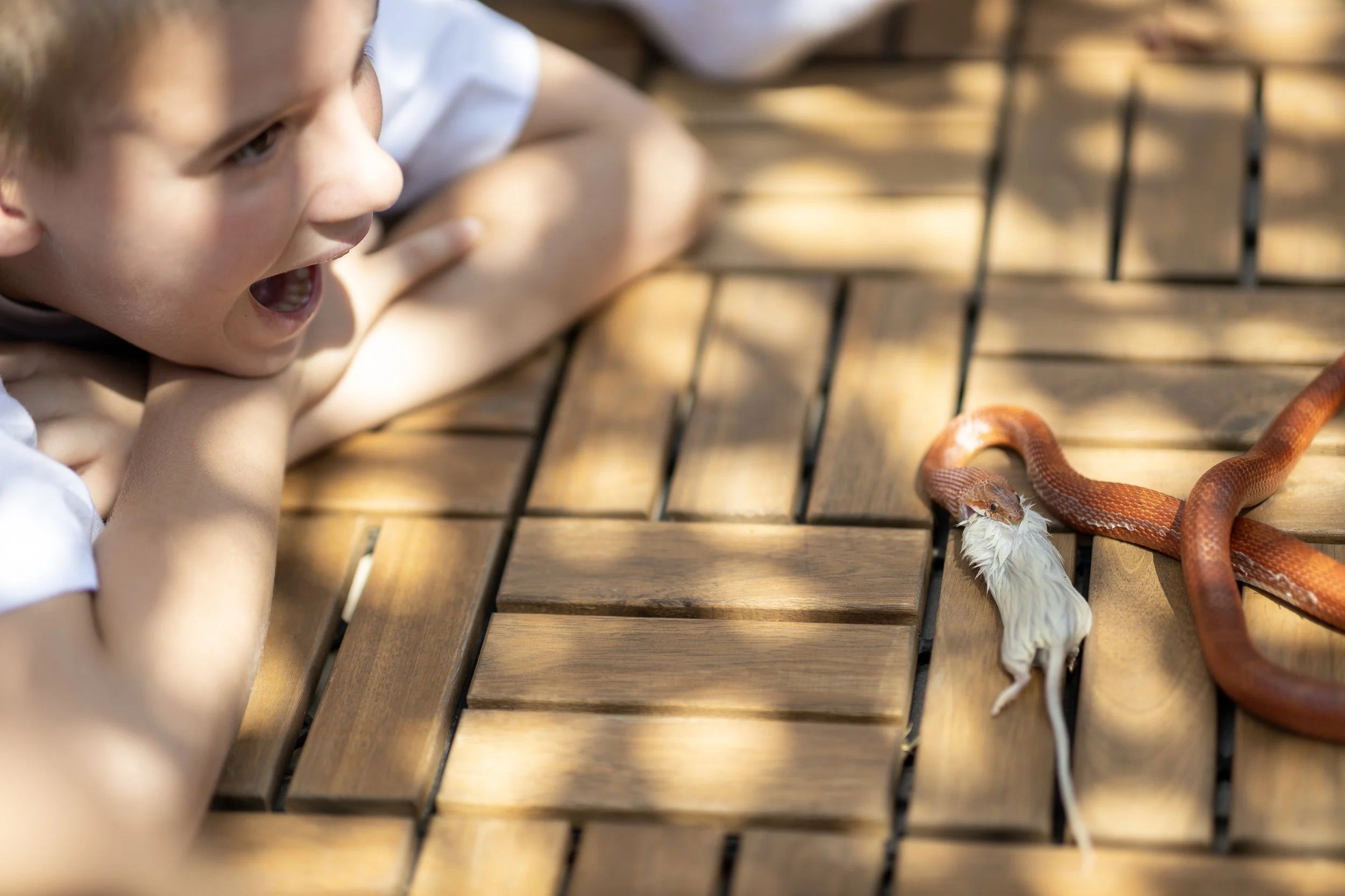 A young boy with light skin and short brown hair lying on a wooden bench, looking at a snake with feathers in its mouth. The snake is orange and red, and the boy appears curious and amazed.