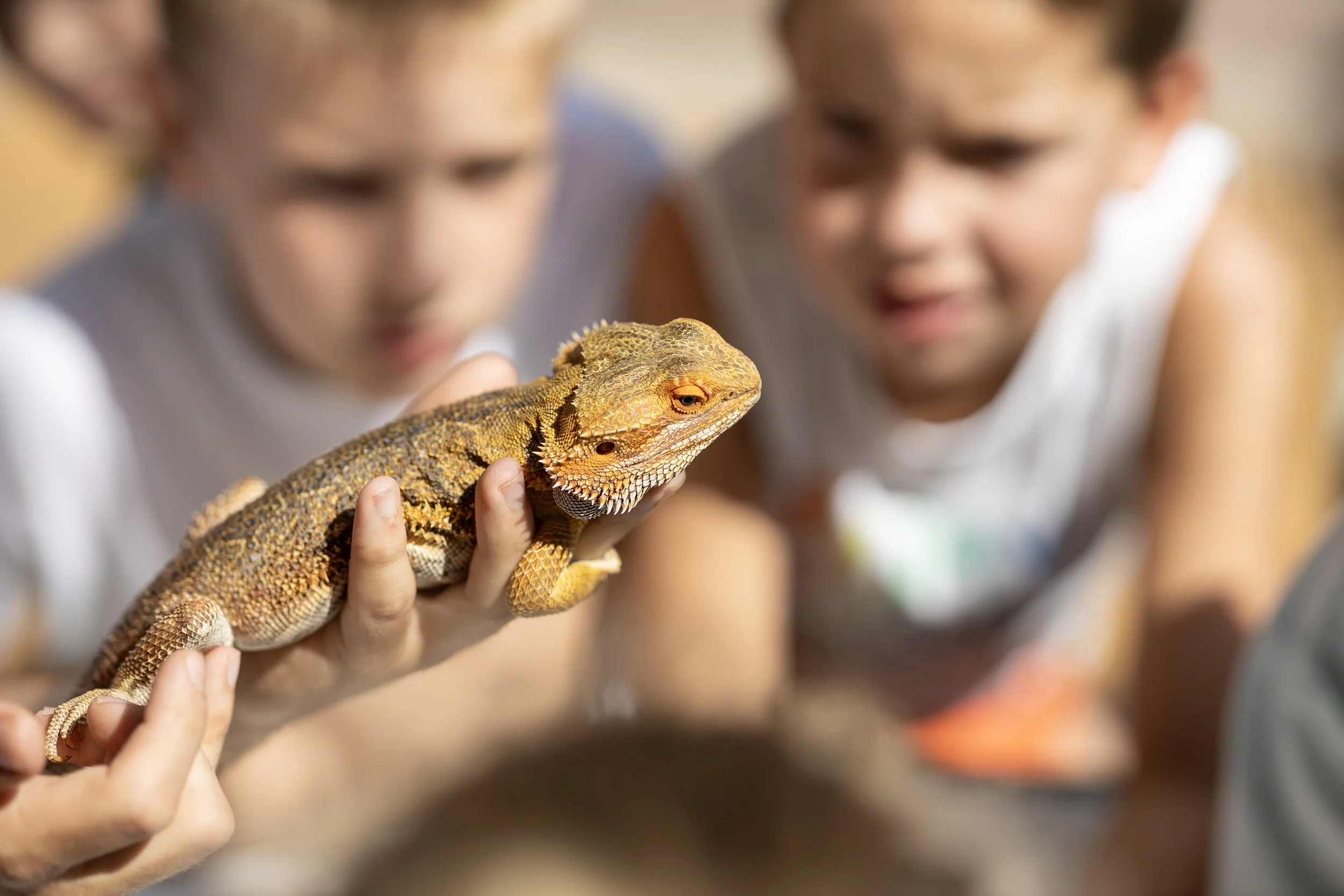 Two children holding a bearded dragon lizard, with a blurred background.