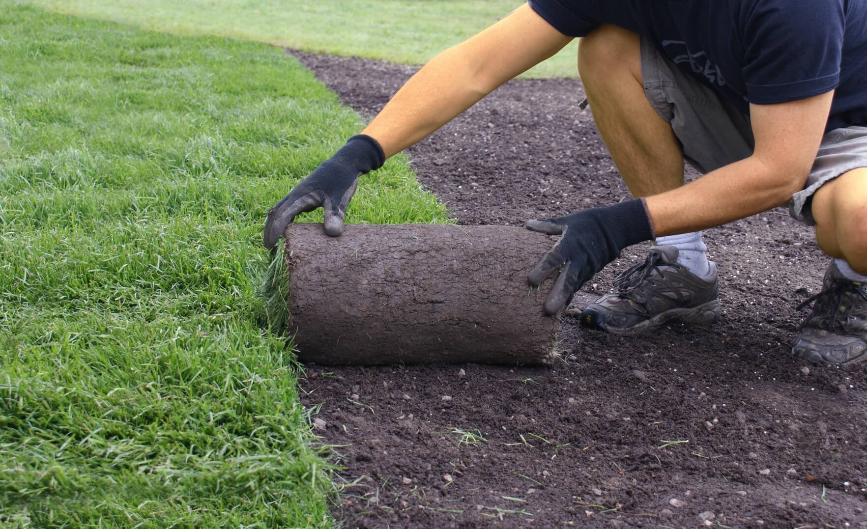 SOD GRASS