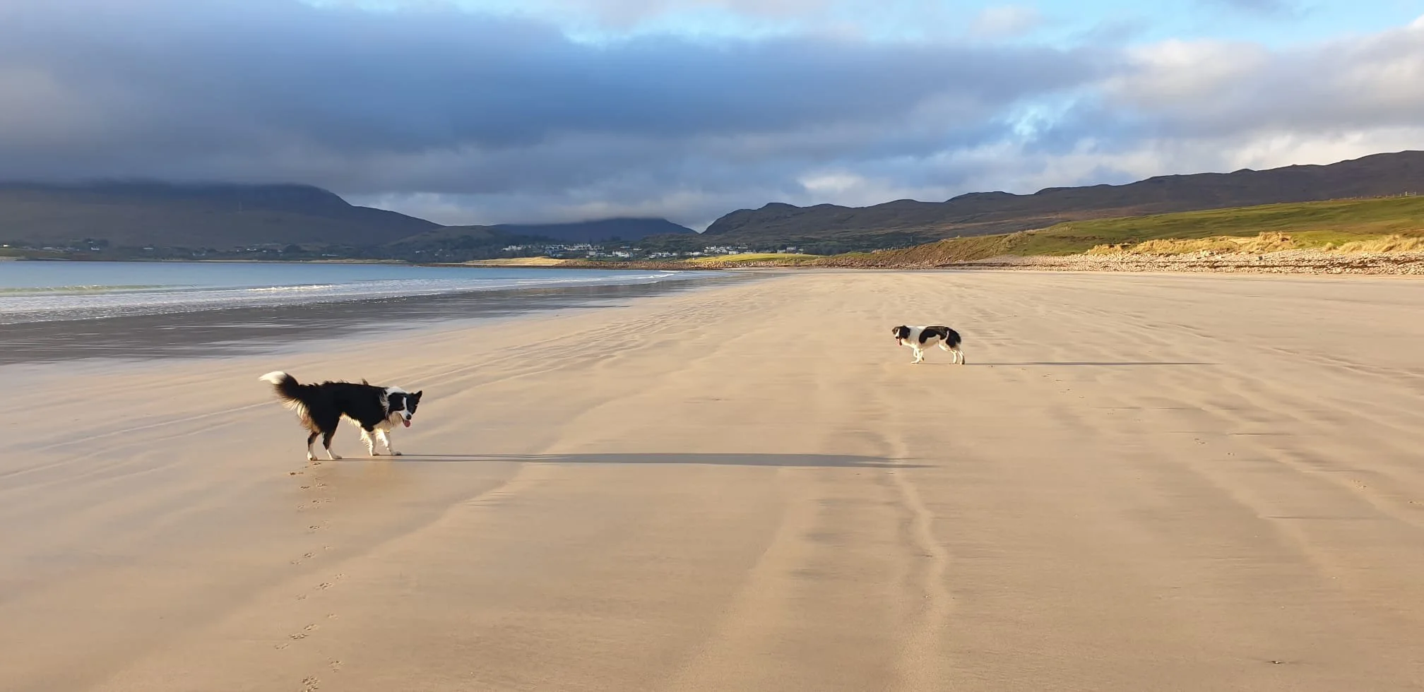 dogs on mulranny beach - Copy - Copy.jpeg
