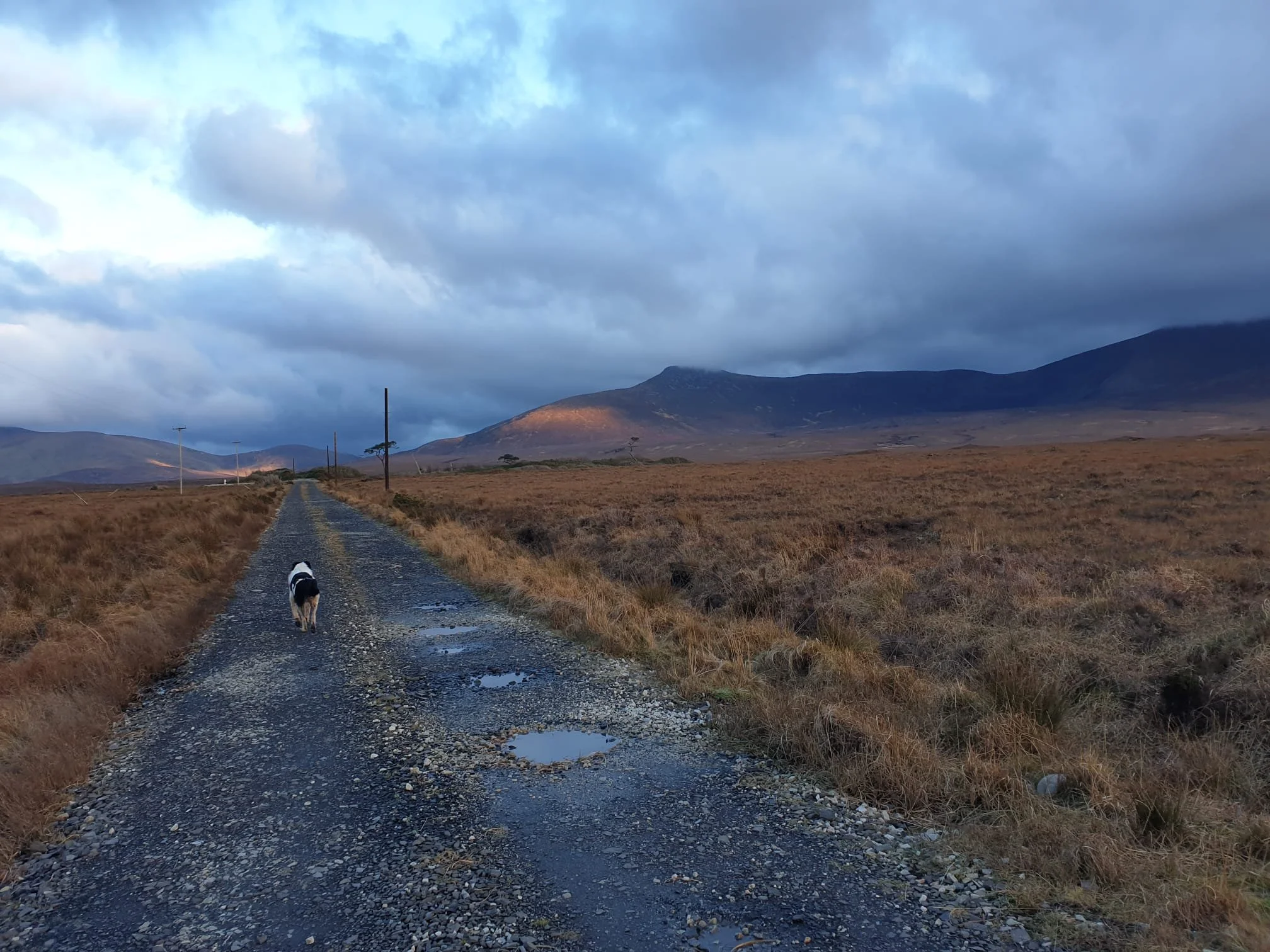 murphy and mountains - Copy - Copy.jpeg