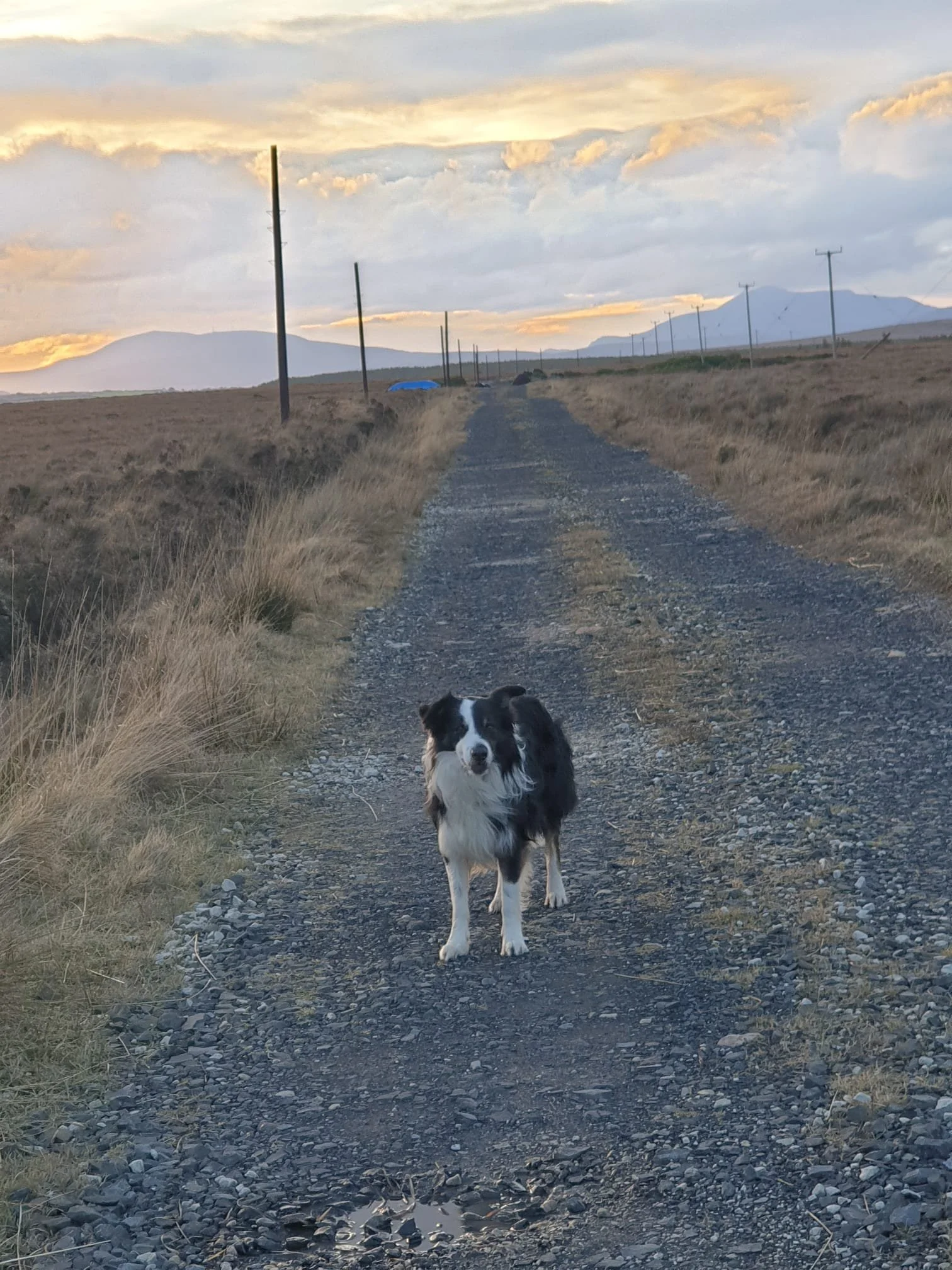 Shep and mountains - Copy.jpeg