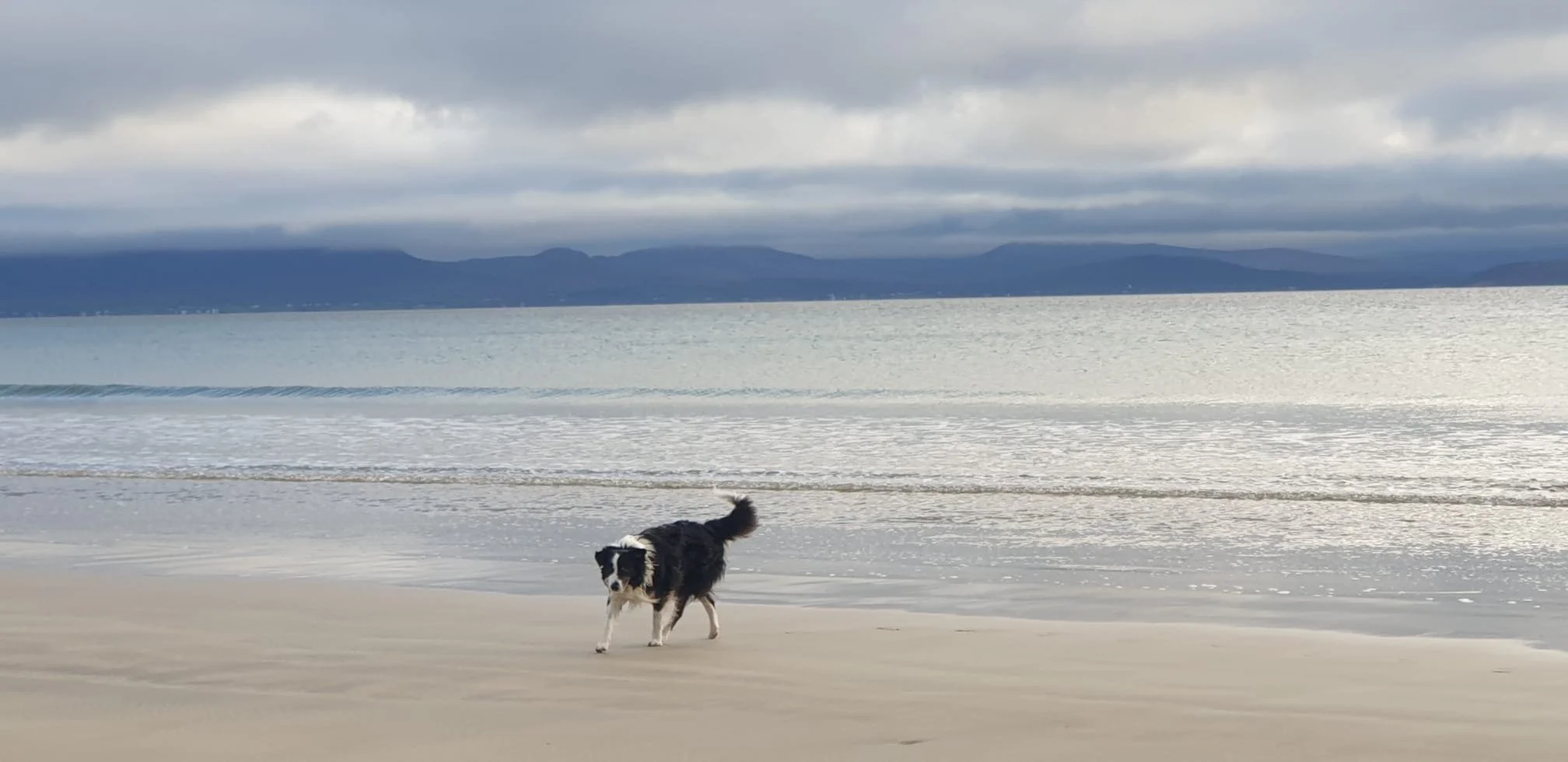 shep on mulranny beach - Copy.jpeg