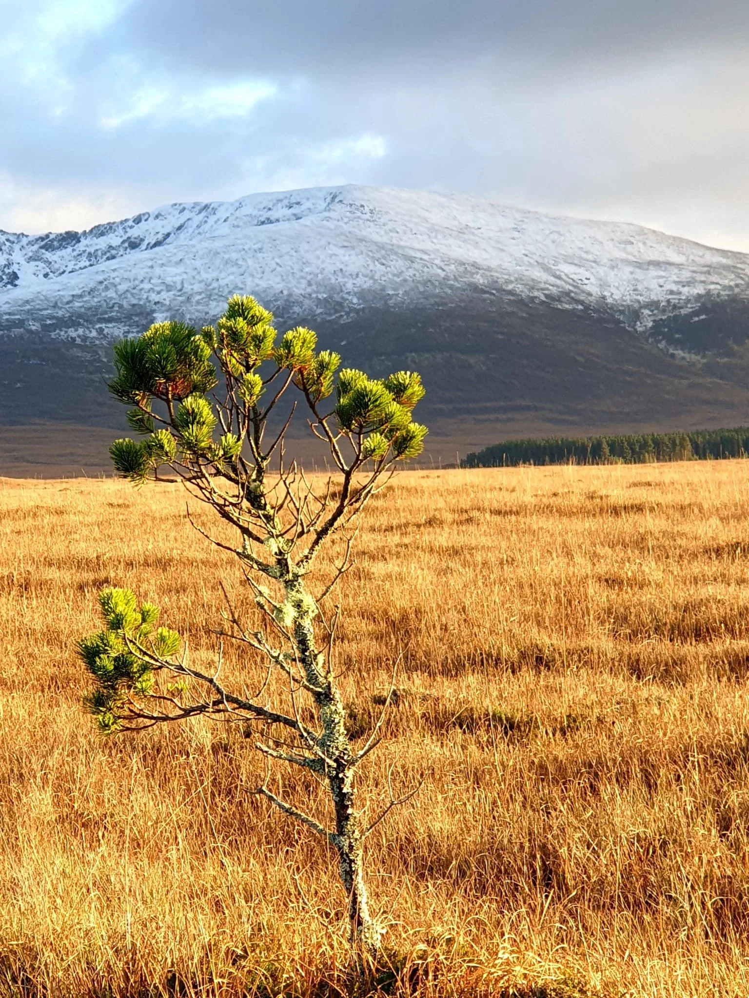 survivor - Copy.jpeg