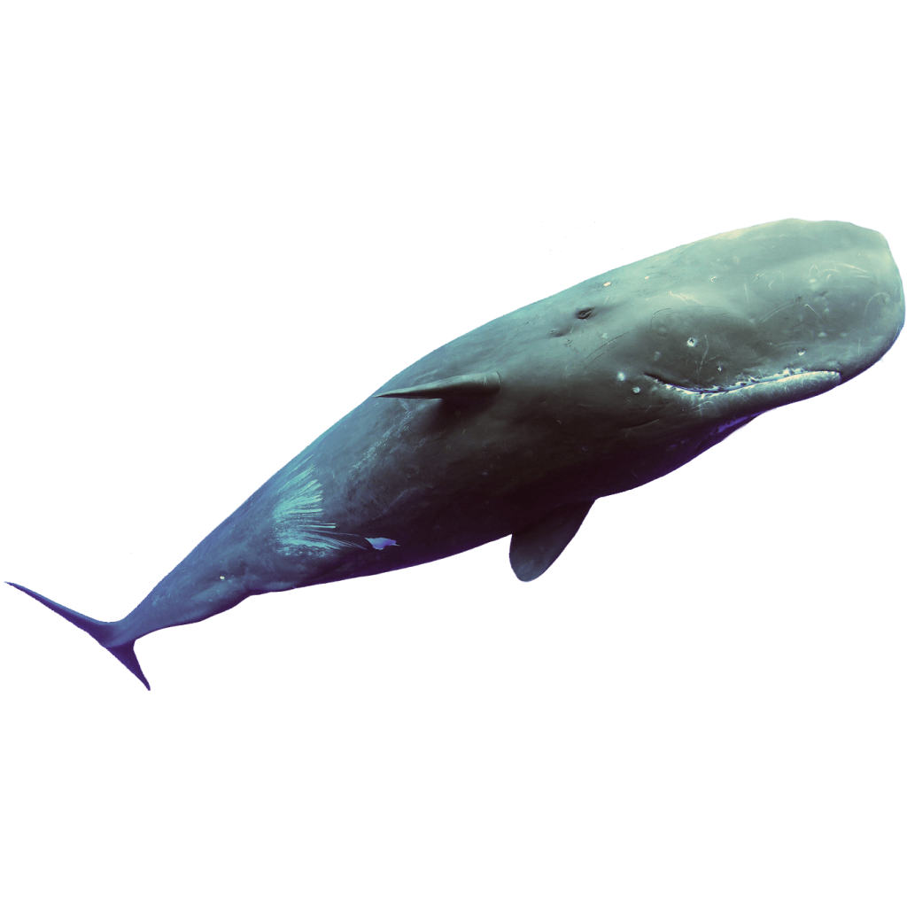 Fauna 10.png