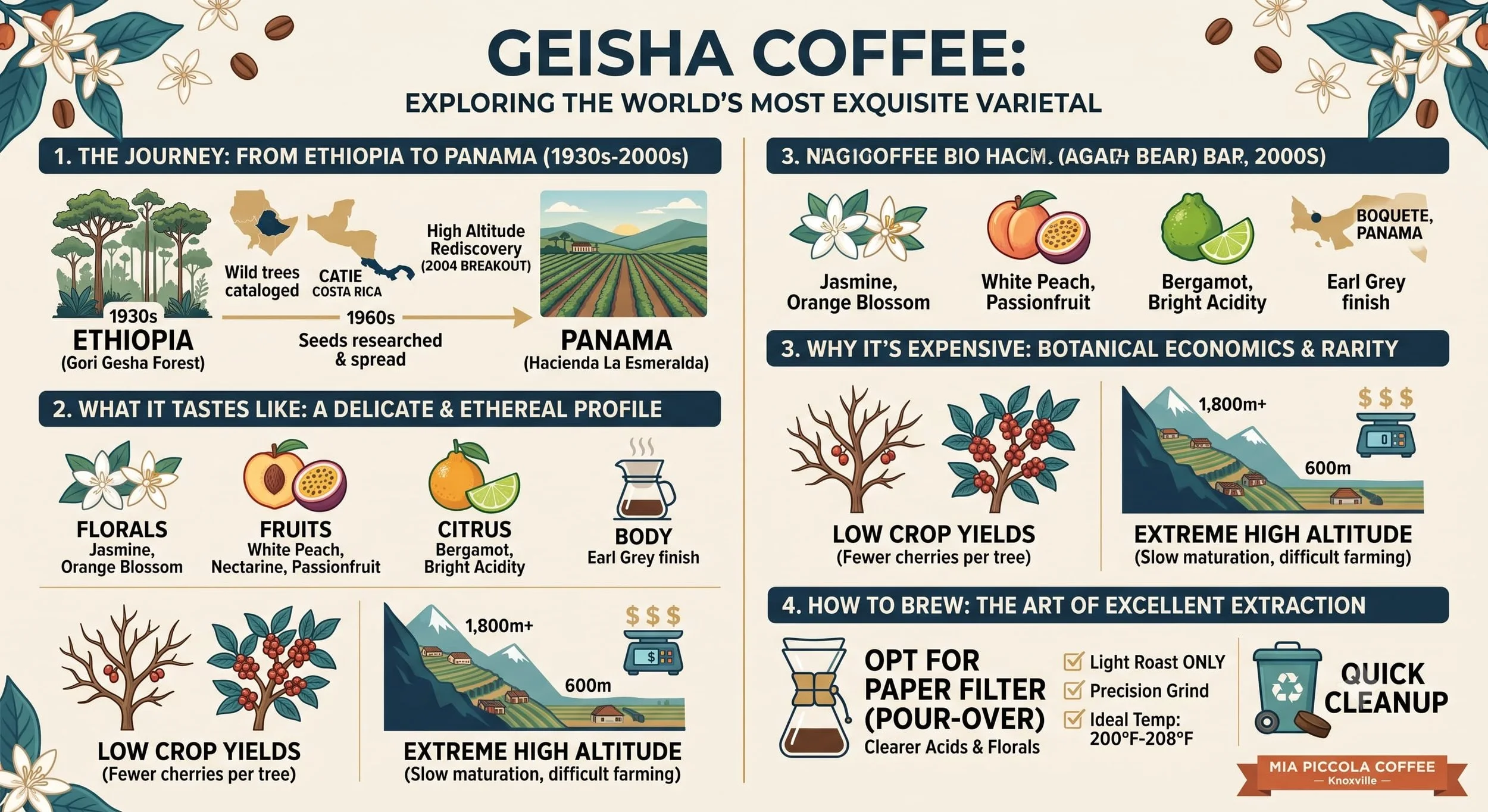 An infographic detailing Geisha coffee, including its journey from Ethiopia to Panama, flavor profile notes of jasmine and white peach, reasons for its high cost due to altitude and low yields, and recommended pour-over brewing tips.