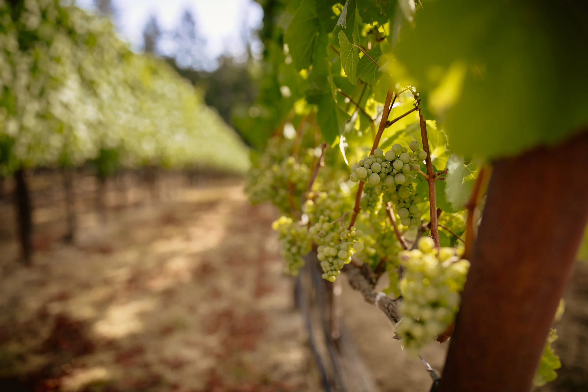 Innumero Wines Bootlegger's Hill Vineyard Chardonnay