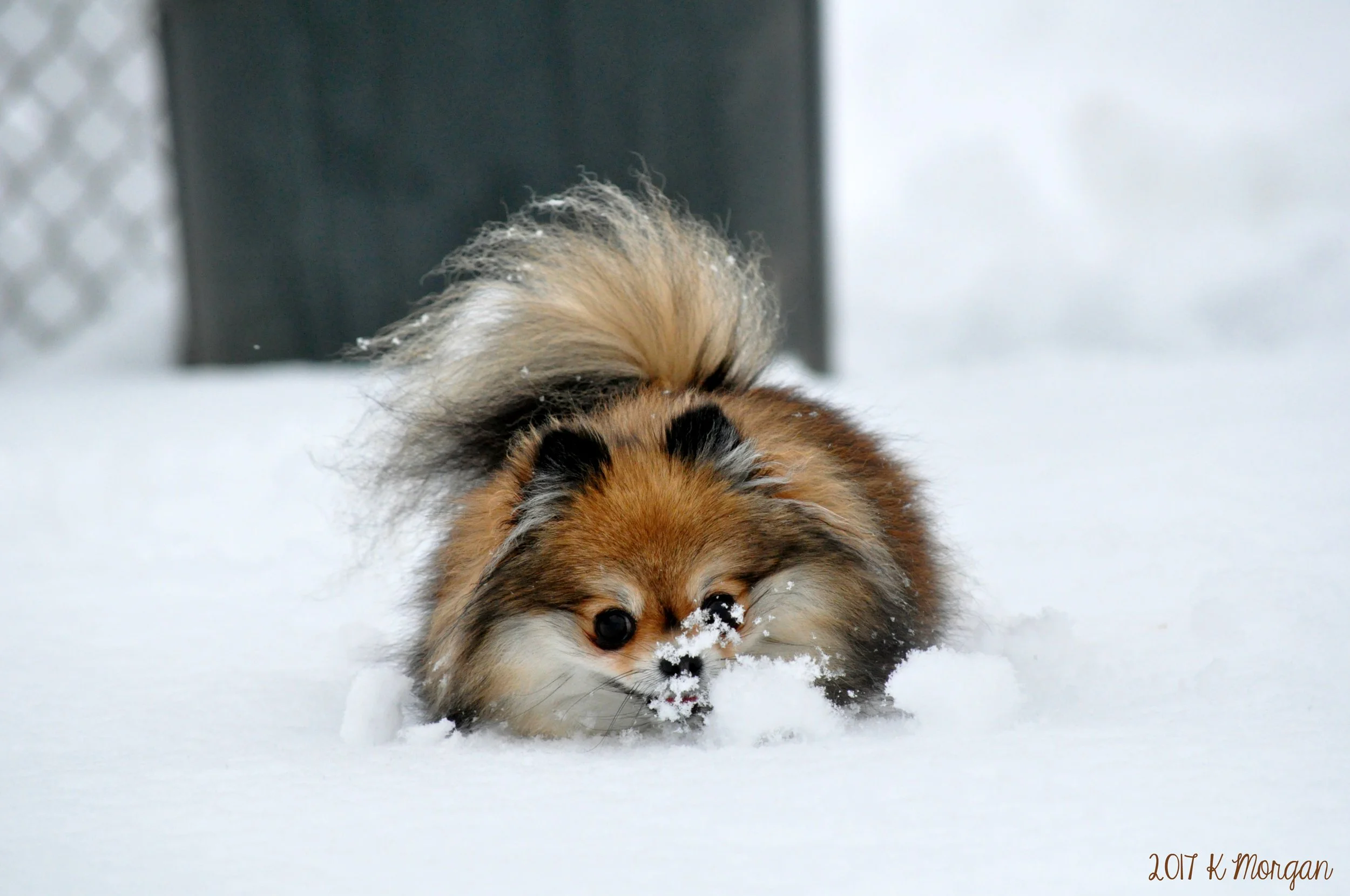 1.12.2017 Sophie.JPG