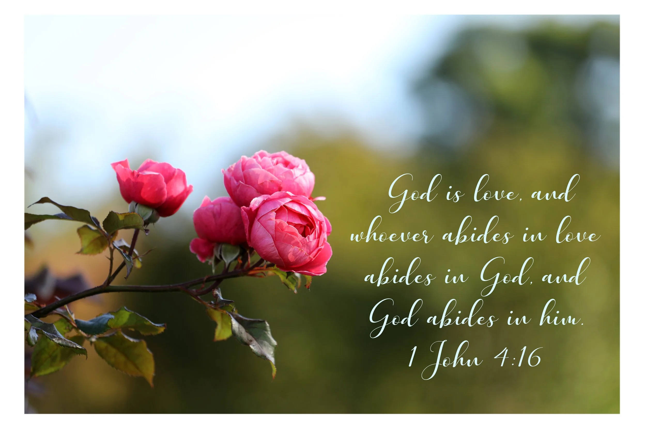Pink roses on a branch with green leaves against a blurred outdoor background, with an inspirational Bible quote overlaid.