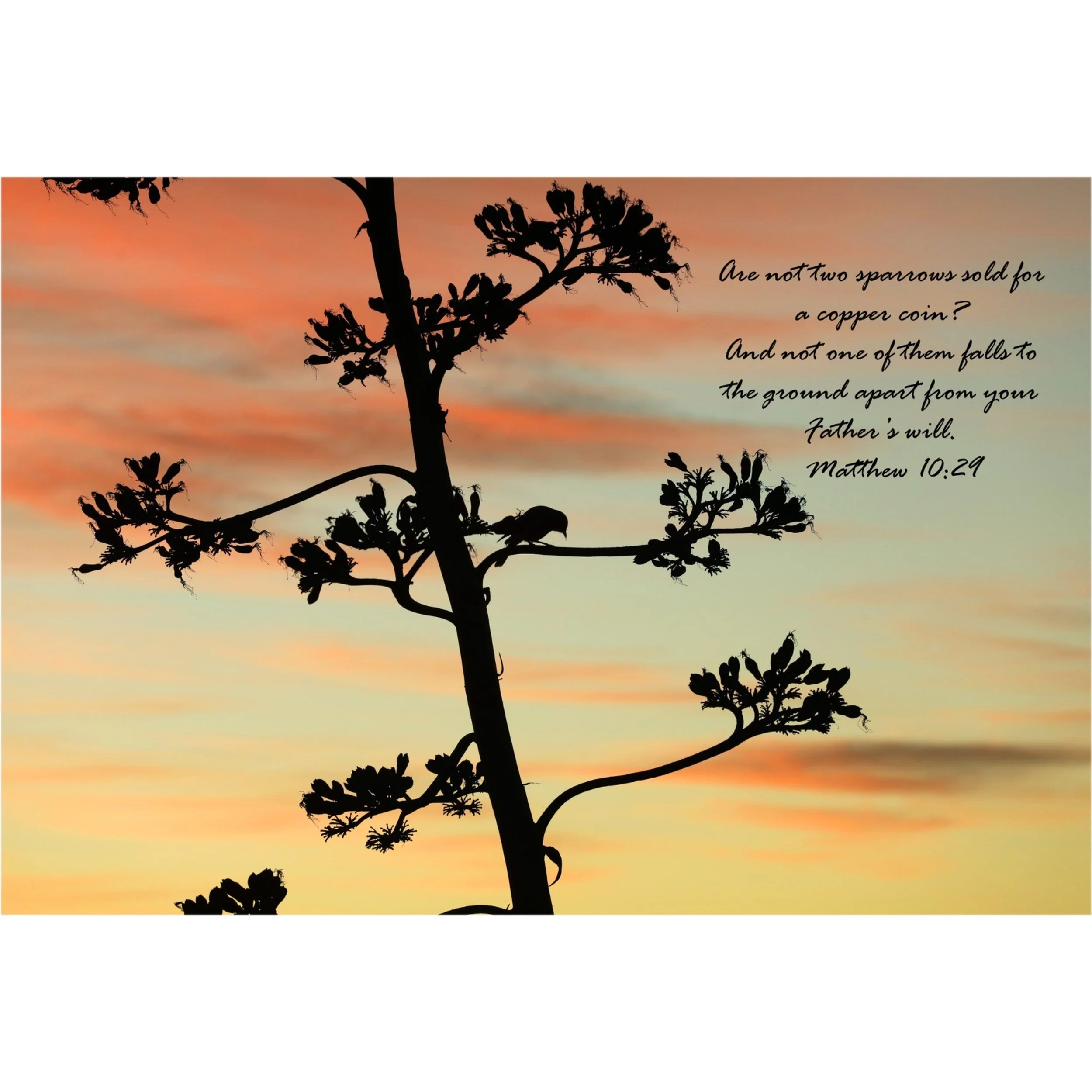 Matthew 10:29 Two Sparrows Matted Print