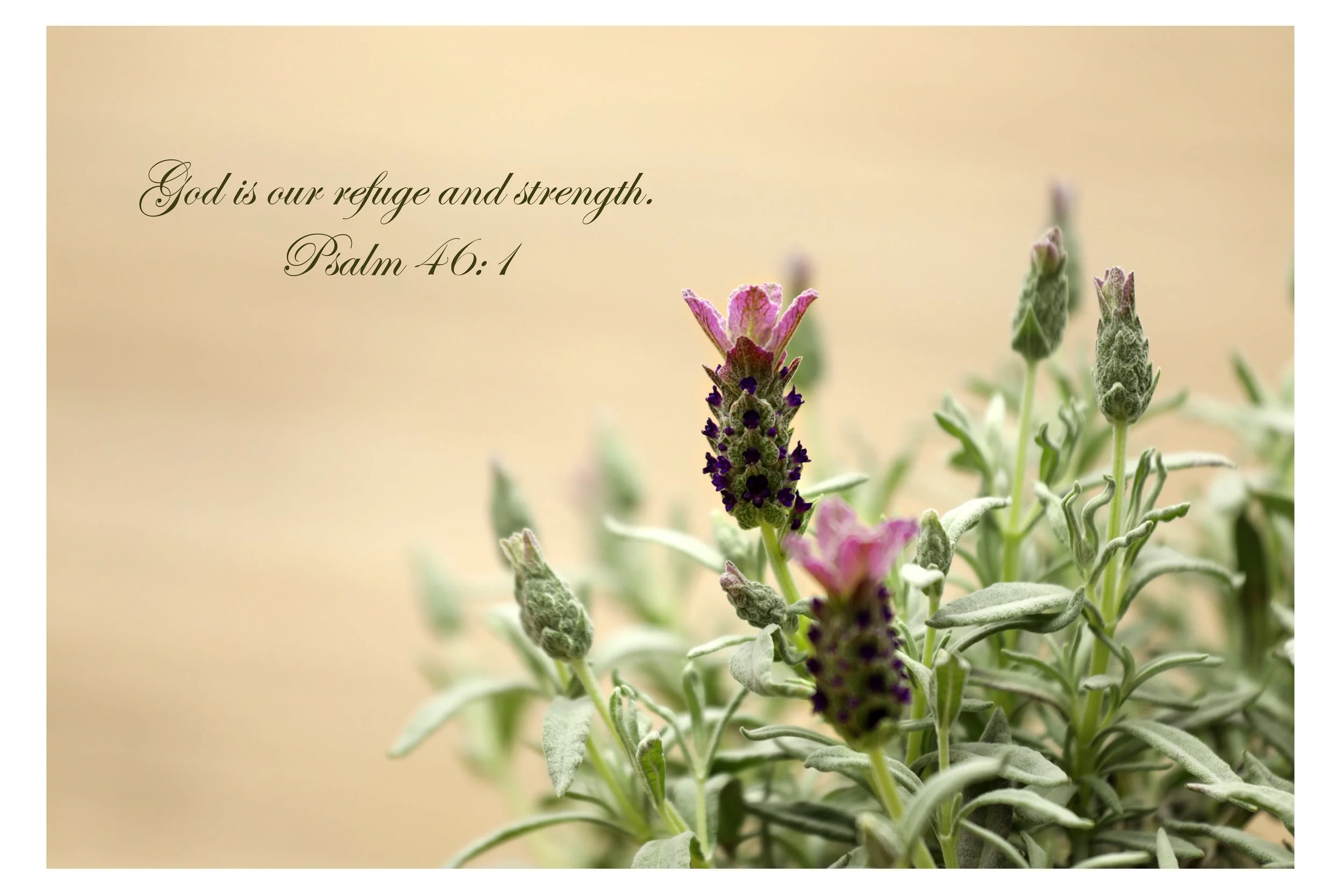 A close-up of lavender flowers with purple and pink petals, and green leaves. The background is a soft beige color. A quote from Psalm 46:1, written in elegant cursive, says: 'God is our refuge and strength.'