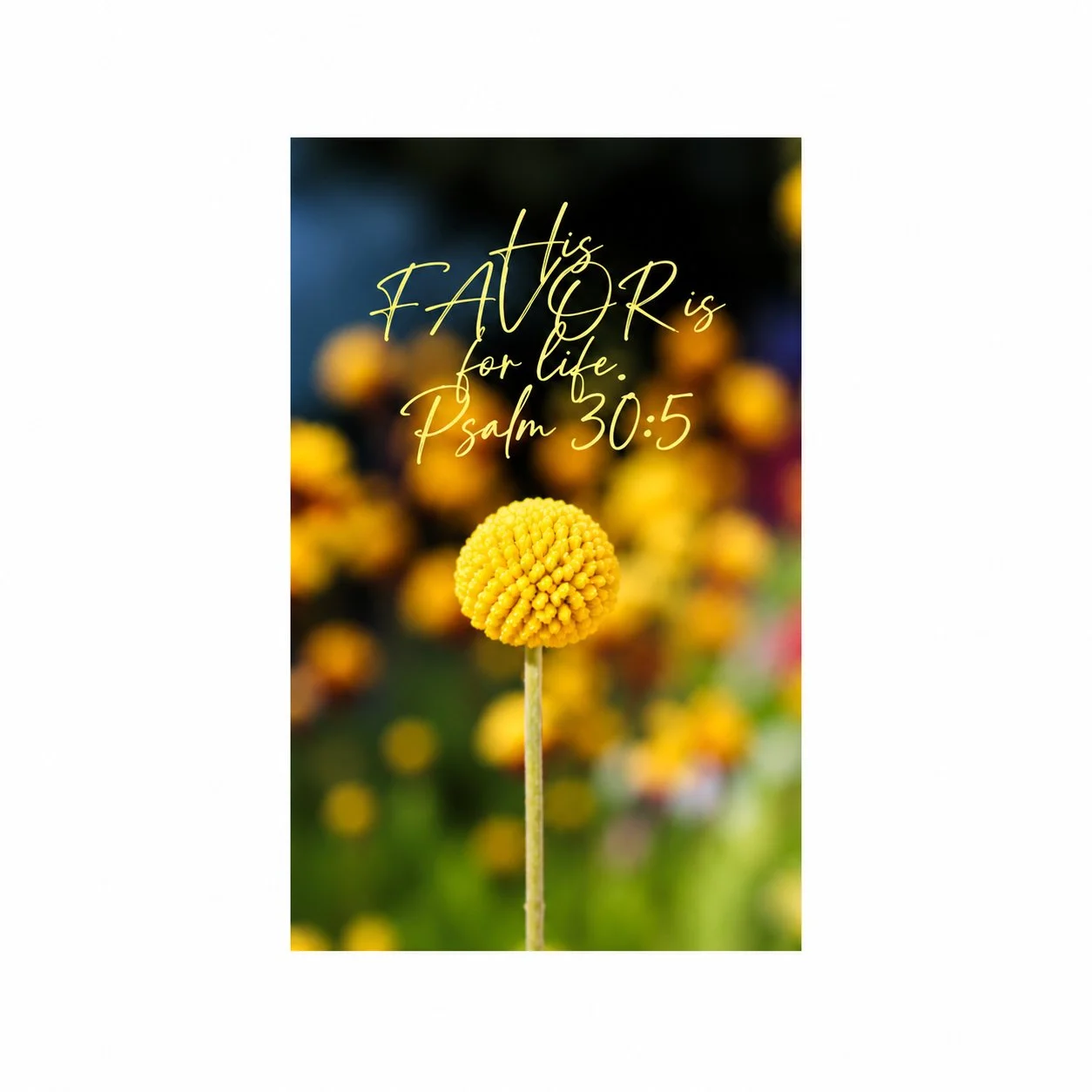 Psalm 30:5 His Favor Is For Life Matted Print