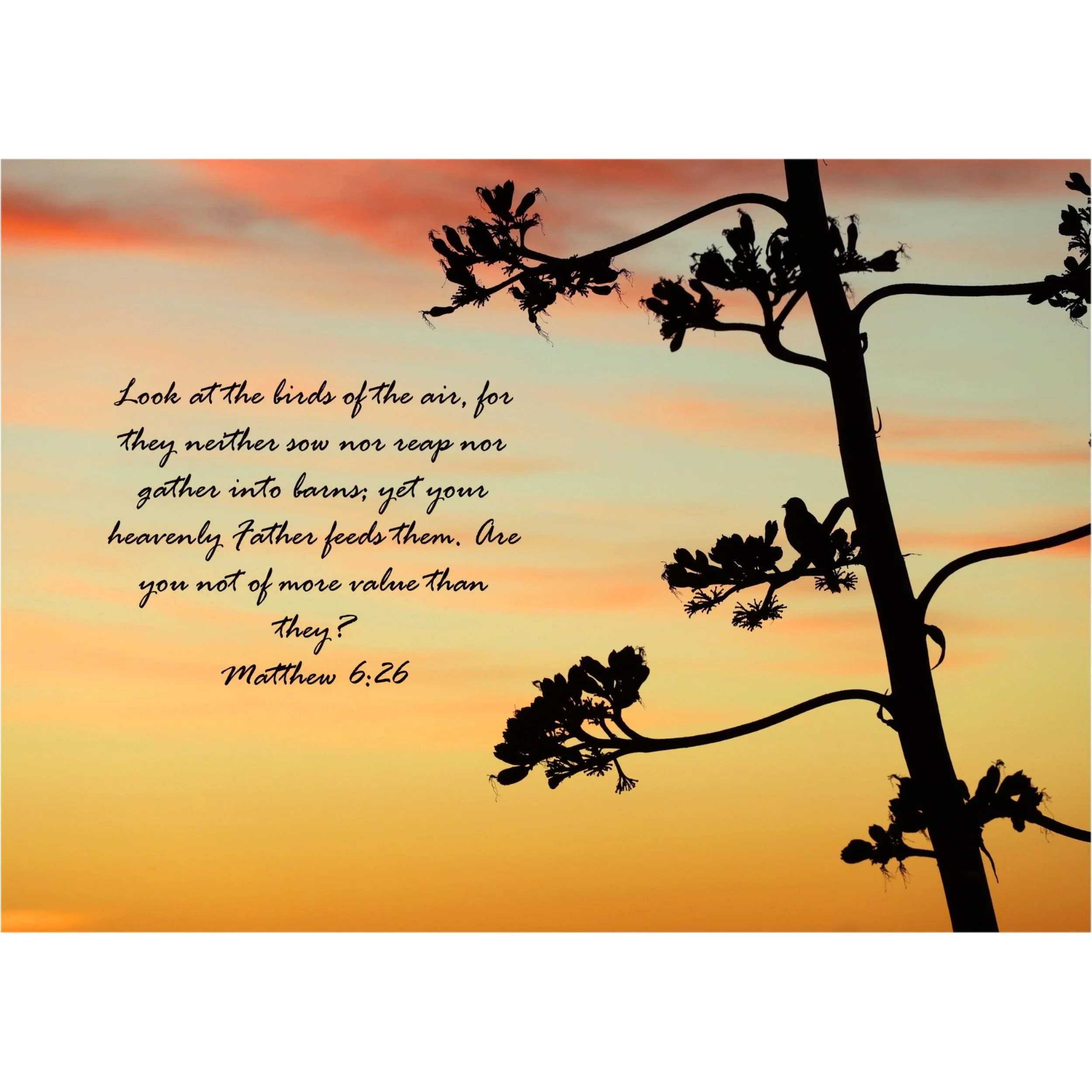 Matthew 6:26 Birds Of The Air Matted Print